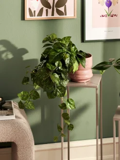New Søstrene Grene Schweiz Künstlicher Pothos Moss Green