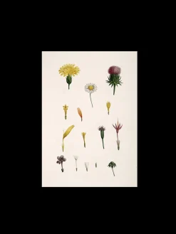 Sale Søstrene Grene Schweiz Poster A3 Multi
