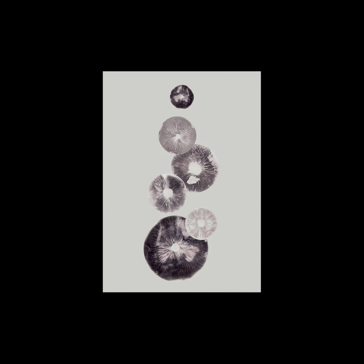 Sale Søstrene Grene Schweiz Poster Mushroom - 4 Grey 40 X 50 Multi